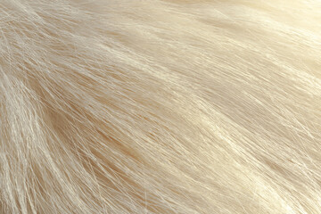 Milky white fur close-up, used as a background or texture. Soft focus