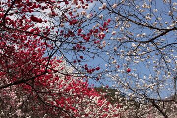 花桃と青空