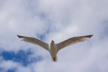 seagull flying in the sky