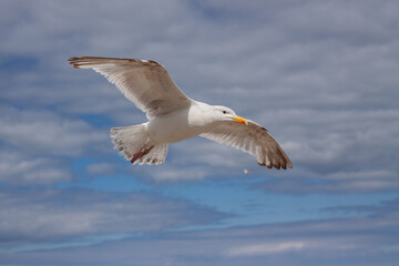 seagull in flight