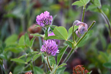 Three Purple Clover Blooms