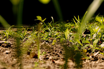 proceso de germinación en la tierra