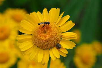 Fly collect pollen from flower. Insect in the season of honey collecting nectar.