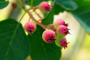 Berries Amelanchier ripening on the branch. Saskatoon Irga maturing in the garden.