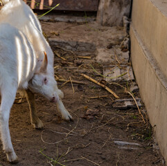 The Saanen, is a Swiss breed of domestic goat. Two white male goats are fighting. Relationships...