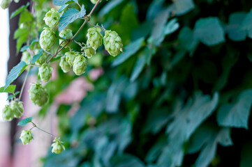 Green texture, background of light green hop on the fence. Place for text copy space. Fresh hop cones for making beer and bread close-up, agricultural background