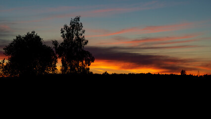 silhouettes of trees on the background of a summer sunset