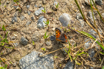 Schmetterling im Bayerischen Wald
