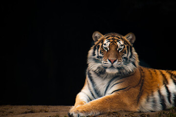 Portrait of Siberian Tiger against a dark background. 