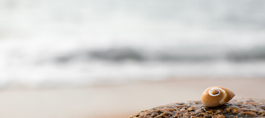 Snail shell on rock against a blurred coastal background. 