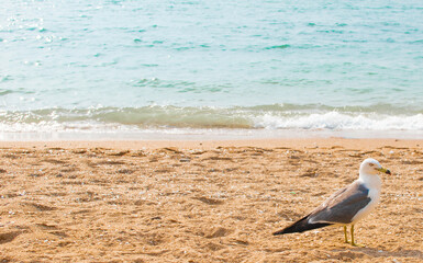 Seagull on Silmi Beach on Muuido Island, Korea near Incheon. 