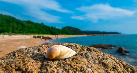 Fototapeta na wymiar Closeup of a seashell against the blurred coastal background of Silmi Beach on Muuido Island in Incheon, Korea. 