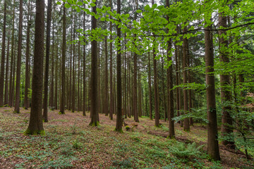 Bayerischer Wald