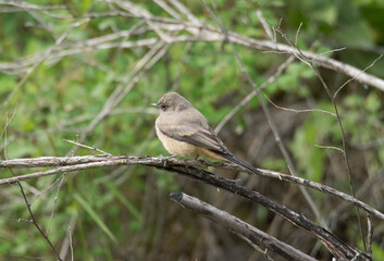Phoebe fledgling on limb. 
