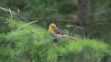 Female Bullock's Oriole on tree. 