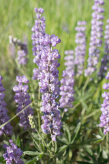 lavender flowers in the garden