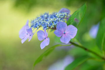 満開の紫陽花