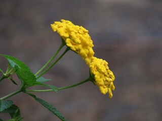 Cultivo de plantas.