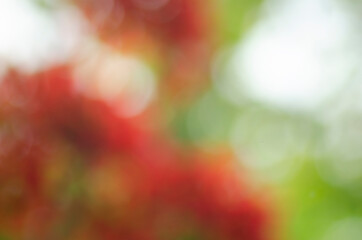 Blurred background of red flowers and gentle white bokeh