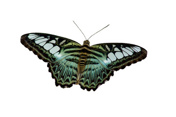 pattern on the wings of a butterfly isolated from a white background