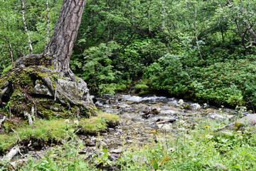 Unusual lonely magic pine grows in the Caucasus Mountains