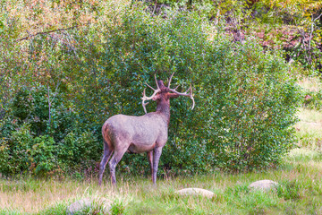 Dirty Male Elk or Wapity eating leaves.Jasper National Park.Alberta.Canada