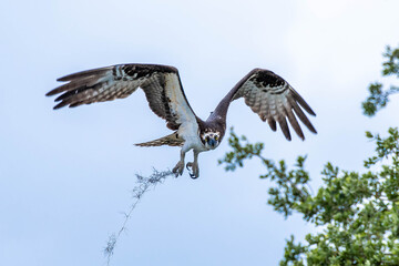 osprey in flight in Sanford, Florida