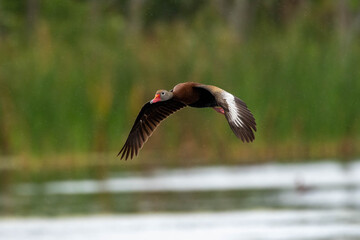 Whistling duck in air