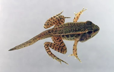 Deurstickers A Pickerel Frog that is transitioning from the tadpole stage to the adult stage. During metamorphosis the froglet has the tadpole tail, but also has the adult spot pattern and four legs.  © Michael
