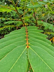 Green leaves on sunny day in a park in Guatemala