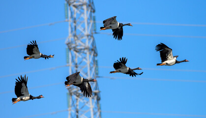 A flock of Magpie Geese Flying Past Powerlines - urban nature
