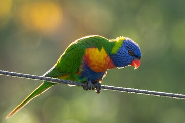 Rainbow Lorikeet Perched On A Wire - Bird of a wire