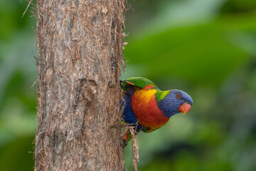 Rainbow Lorikeet Parrot Hanging Off A Tree Trunk With A Green Background