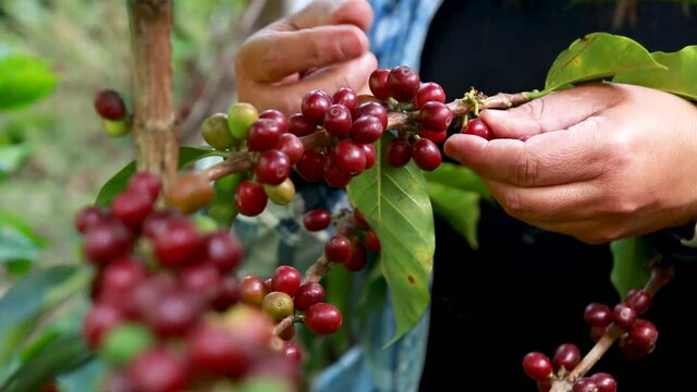 Harvest of red mature coffee cherries by hand´s woman