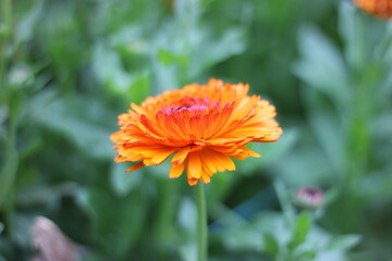 orange flower on green background