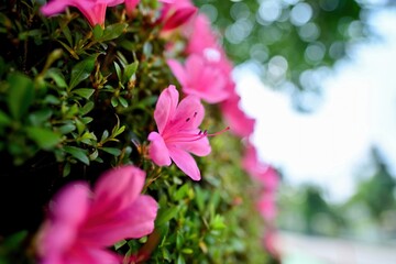 ひっそりと咲く満開のピンクのツツジ