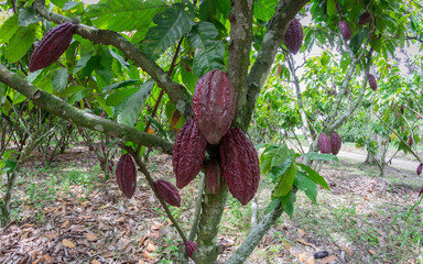 Photograph of a cocoa crop with many fruits