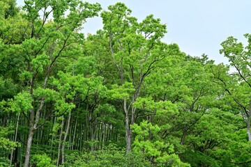 ナンキンハゼの新緑の若葉の情景