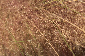 Close up of Pink Muhly Grass in autumn, South Korea