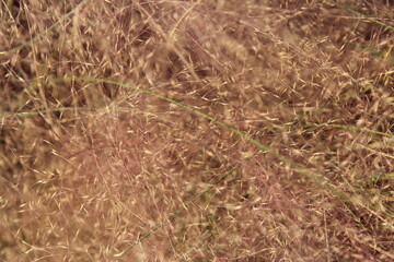 Close up of Pink Muhly Grass in autumn, South Korea