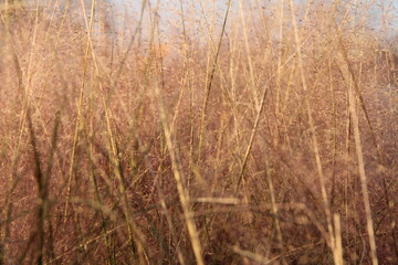 Fototapeta premium Close up of Pink Muhly Grass in autumn, South Korea