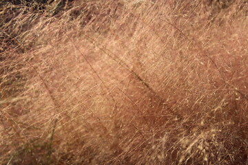 Close up of Pink Muhly Grass in autumn, South Korea