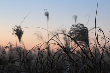 Obraz premium Pampas grass during the sunset in autumn, South Korea