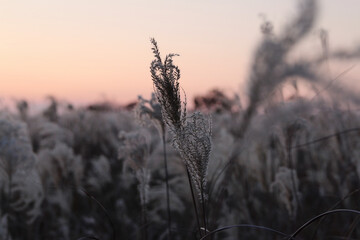 Pampas grass during the sunset in autumn, South Korea