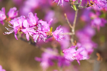 Rhododendron daursky, ledum, lat. Rhododendron dauricum, botany, eukaryotes, plant, wildflower, morning, shrub flower, purple flowers