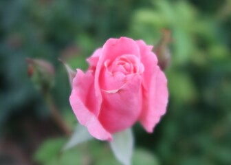 Pink Rose Budding