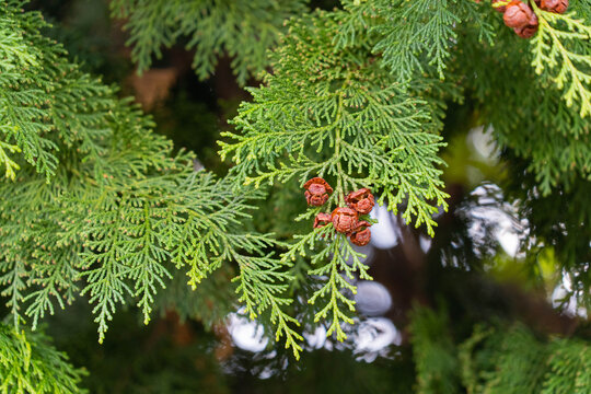 Seeds of Japanese cypress are growing in Japan.