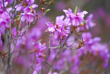 
Rhododendron daursky, Ledum lat. Rhododendron dauricum, purple flower, Dauria, Far East, botany, plant, wildflower, morning, spring