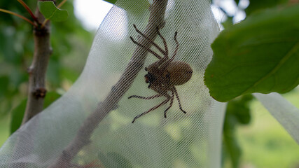 spider on a web