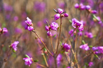 Fototapeta premium Rhododendron daursky, Ledum lat. Rhododendron dauricum, close-up, purple flower, Dauria, Far East, botany, plant, wildflower